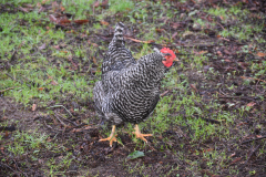DSC_0010